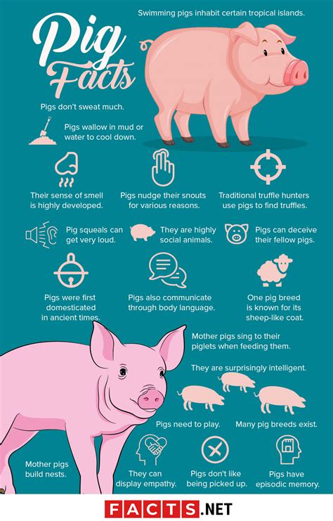 interesting facts about pigs.